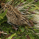 An adult Antipodes Island snipe.